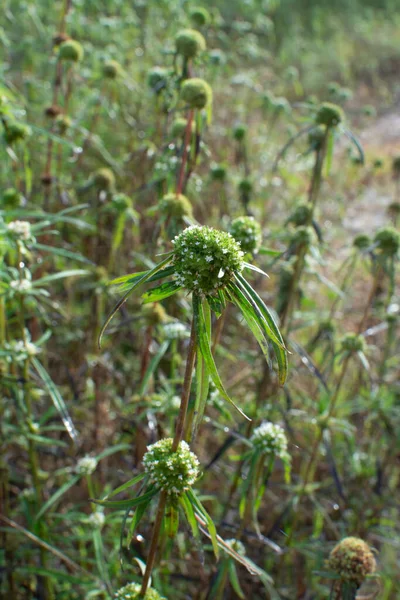 Eryngium Campestre Onkruidplant Bij Bossige Weide — Stockfoto