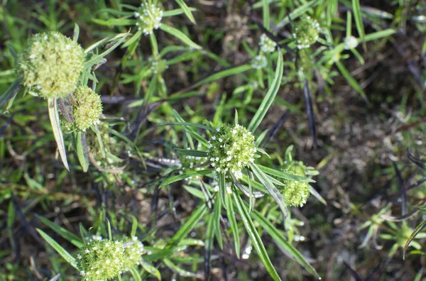 Eryngium Campestre Onkruidplant Bij Bossige Weide — Stockfoto