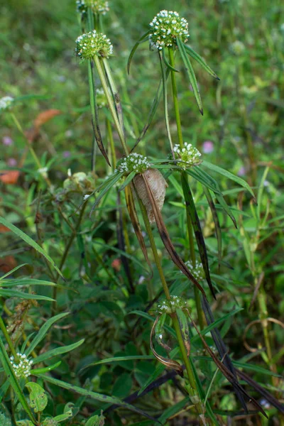 灌丛茂密的草地上的叶林野草植物 — 图库照片