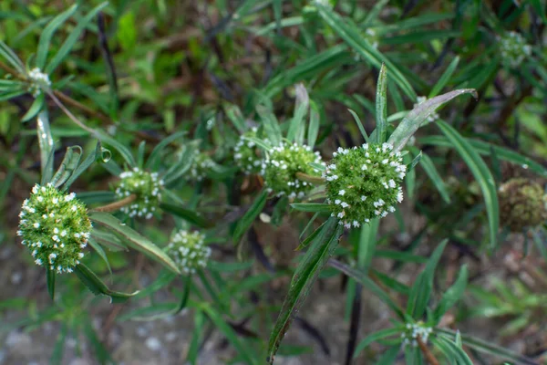 Eryngium Campestre Weed Plant Bushy Meadow — Stock Photo, Image