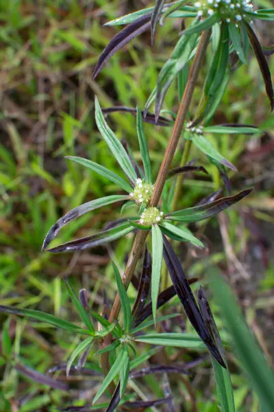 Eryngium Campestre Planta Malezas Prado Arbustivo —  Fotos de Stock