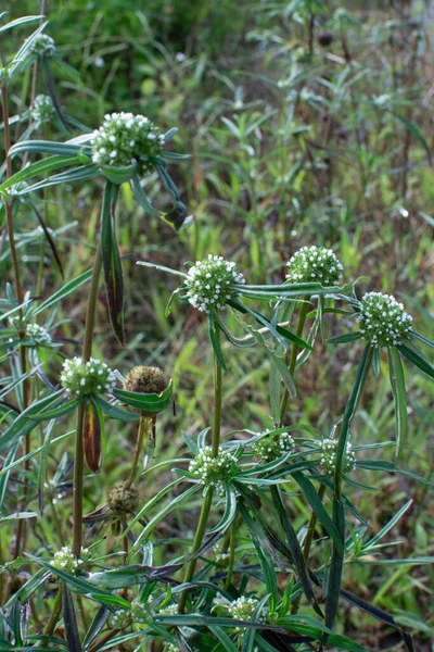 Unkrautpflanze Eryngium Campestre Auf Der Buschigen Wiese — Stockfoto