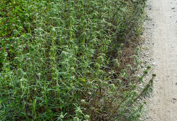 灌丛茂密的草地上的叶林野草植物 — 图库照片