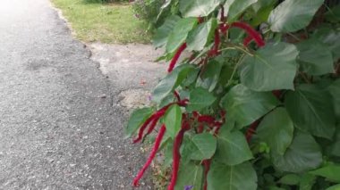 kırmızı acalypha hispida çiçek evi.