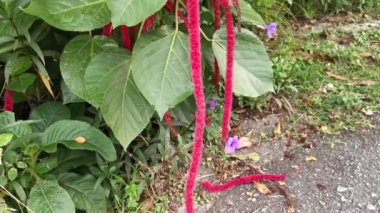 kırmızı acalypha hispida çiçek evi.