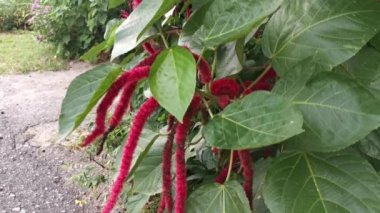 kırmızı acalypha hispida çiçek evi.