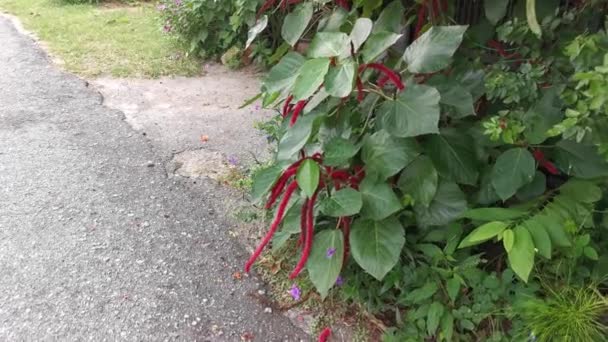 Κόκκινο Alypha Hispida Λουλούδι Φυτό Εσωτερικού Χώρου — Αρχείο Βίντεο