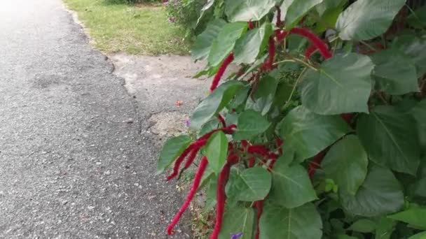 Acalypha Hispida Roja Flor Planta Interior — Vídeos de Stock