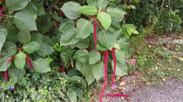Κόκκινο Alypha Hispida Λουλούδι Φυτό Εσωτερικού Χώρου — Αρχείο Βίντεο