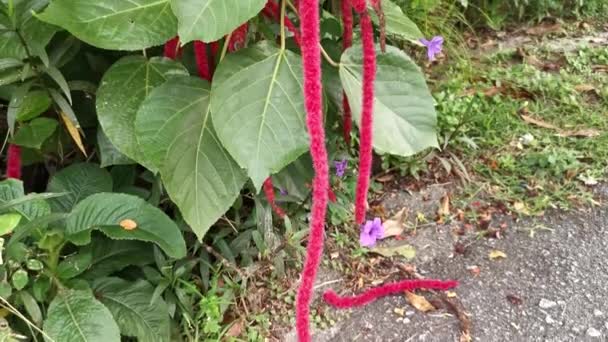 Acalypha Hispida Vermelho Flor Planta Sala — Vídeo de Stock