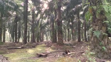 İzole edilmiş plantasyonda parlak sabah gökyüzü