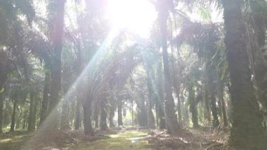 İzole edilmiş plantasyonda parlak sabah gökyüzü