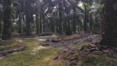 İzole edilmiş plantasyonda parlak sabah gökyüzü