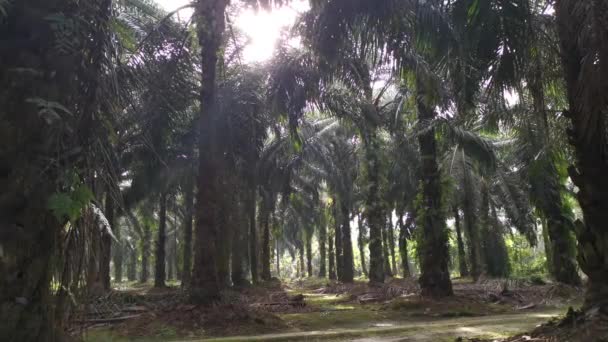 Ciel Matin Lumineux Plantation Isolée — Video