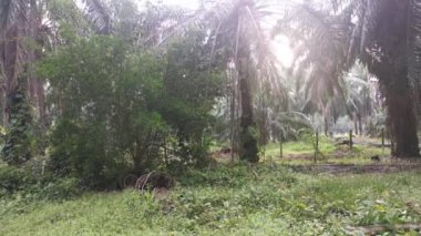 İzole edilmiş plantasyonda parlak sabah gökyüzü