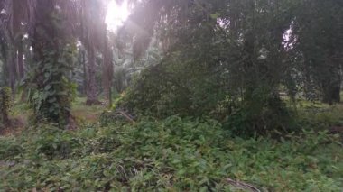 İzole edilmiş plantasyonda parlak sabah gökyüzü