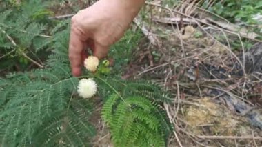 Leucaena lökocephala mimozoid beyaz çiçek bitkisi 