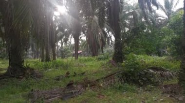 İzole edilmiş plantasyonda parlak sabah gökyüzü