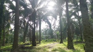 İzole edilmiş plantasyonda parlak sabah gökyüzü