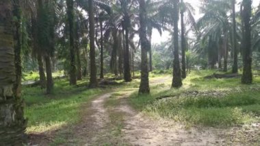 İzole edilmiş plantasyonda parlak sabah gökyüzü