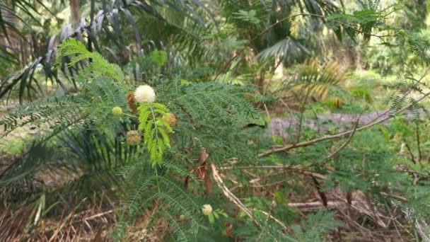 Leucaena Leucocephala Mimosoid Planta Florida Branca — Vídeo de Stock