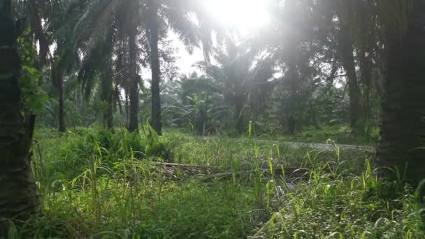 Céu Manhã Brilhante Plantação Isolada — Vídeo de Stock