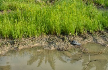 Çamurlu zeminde vahşi su, kudret helvası otu.