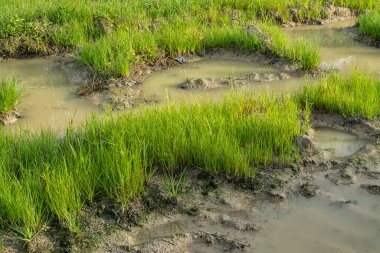 Çamurlu zeminde vahşi su, kudret helvası otu.