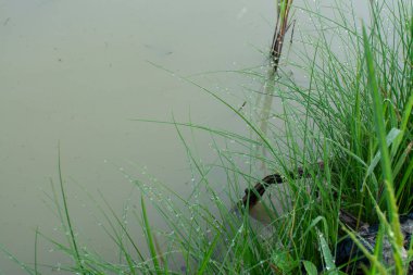 Çamurlu zeminde vahşi su, kudret helvası otu.