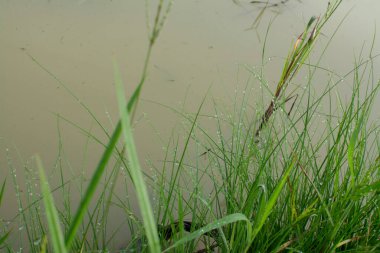 Çamurlu zeminde vahşi su, kudret helvası otu.