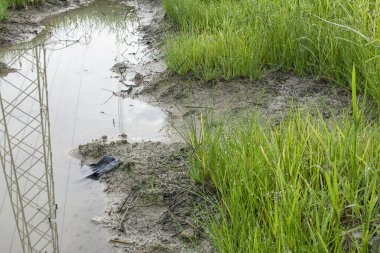 Çamurlu zeminde vahşi su, kudret helvası otu.