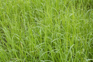 Çamurlu zeminde vahşi su, kudret helvası otu.