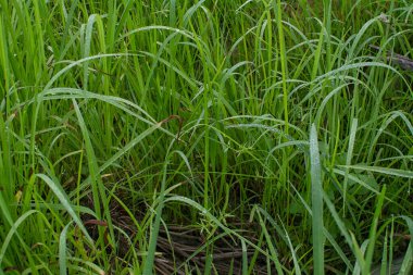 Çamurlu zeminde vahşi su, kudret helvası otu.