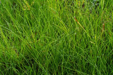 Çamurlu zeminde vahşi su, kudret helvası otu.