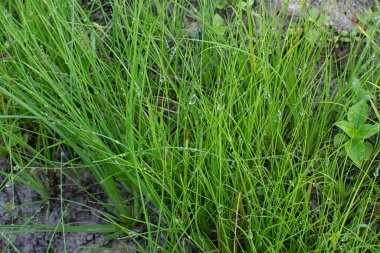 Çamurlu zeminde vahşi su, kudret helvası otu.