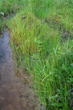 Çamurlu zeminde vahşi su, kudret helvası otu.