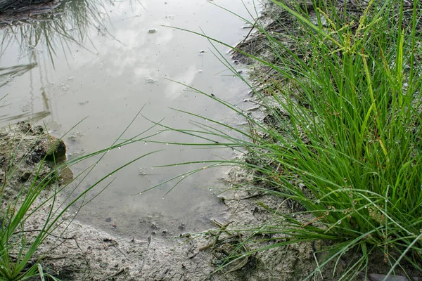 Wild Water Manna Gras Modderige Grond — Stockfoto