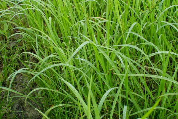 Agua Salvaje Maná Hierba Suelo Fangoso — Foto de Stock