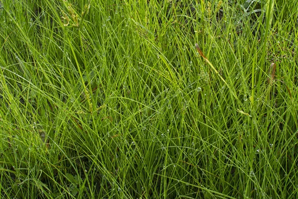 Erba Manna Acqua Selvatica Terreno Fangoso — Foto Stock