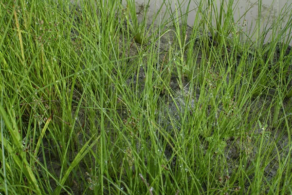Wild Water Manna Grass Muddy Ground — Stock Photo, Image