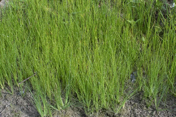 Wildes Wasser Manna Gras Auf Dem Schlammigen Boden — Stockfoto