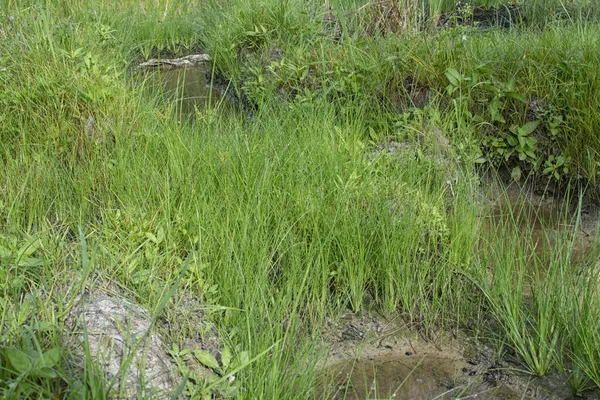 Wild Water Manna Grass Muddy Ground — Stock Photo, Image