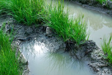 Sabah ışığı örümceğin ağlarına vuruyor..