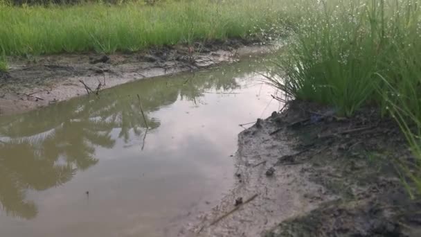 Agua Salvaje Maná Hierba Suelo Fangoso — Vídeo de stock