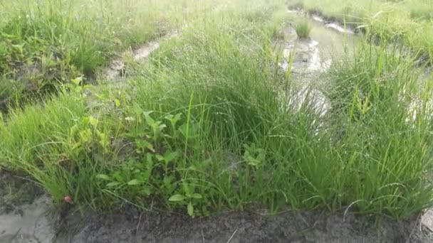 Wild Water Manna Gras Modderige Grond — Stockvideo