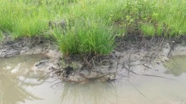 Çamurlu zeminde vahşi su, kudret helvası otu.