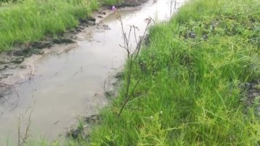 Çamurlu zeminde vahşi su, kudret helvası otu.