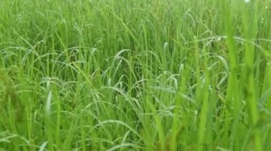 Çamurlu zeminde vahşi su, kudret helvası otu.