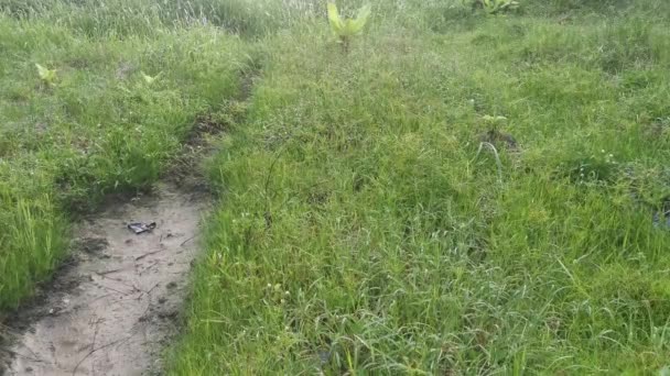 在泥泞的地面上的野水甘露草 — 图库视频影像
