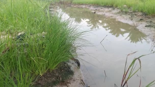 Wildes Wasser Manna Gras Auf Dem Schlammigen Boden — Stockvideo